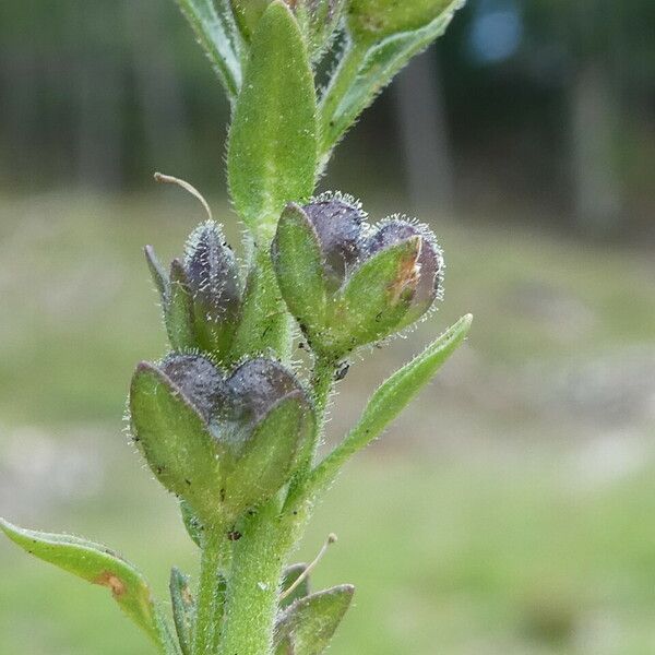 Veronica serpyllifolia Owoc