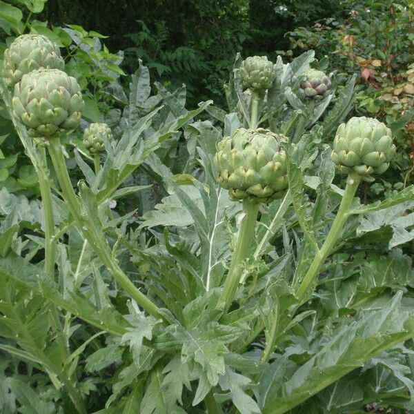 Cynara cardunculus Virág