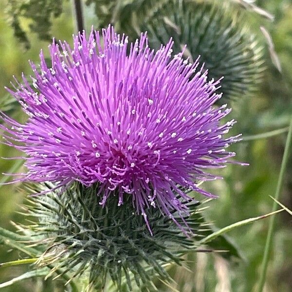 Cirsium vulgare Flower