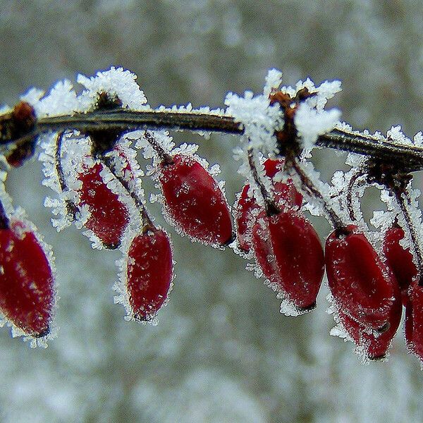 Berberis vulgaris Meyve