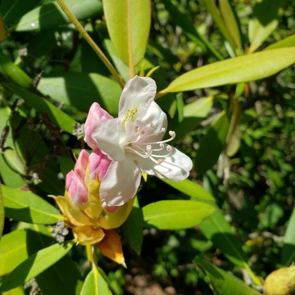 Rhododendron maximum Kwiat