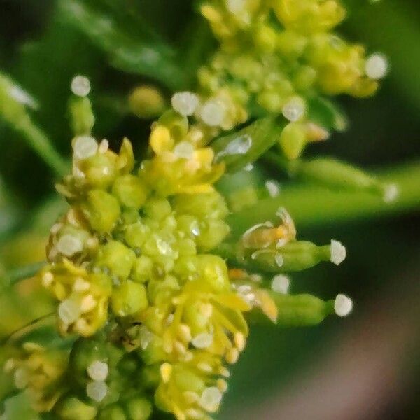 Rorippa palustris Blomst