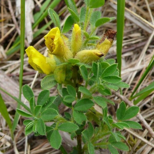 Argyrolobium biebersteinii Агульны выгляд