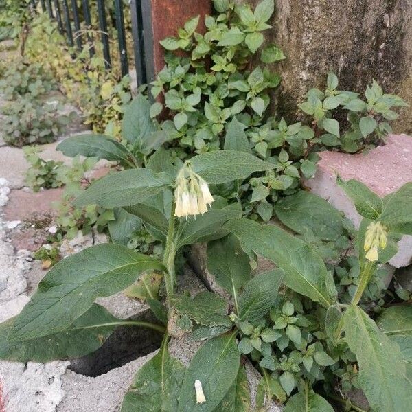 Symphytum tuberosum Blatt