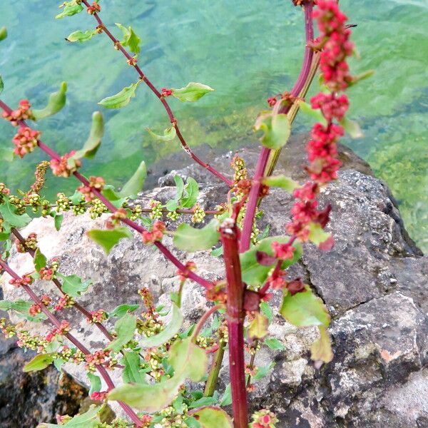 Rumex conglomeratus Costuma