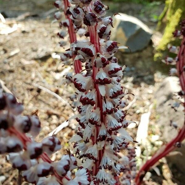 Allotropa virgata Flower