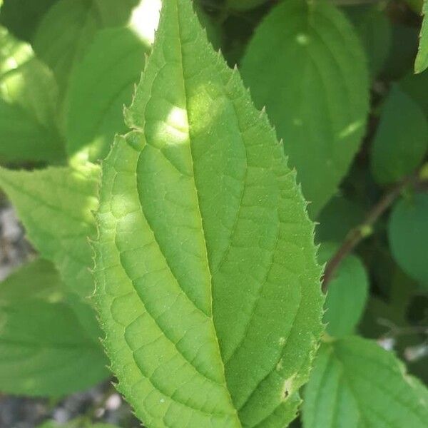 Deutzia scabra ഇല