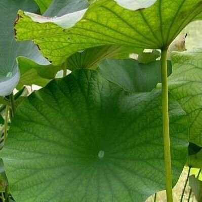 Nelumbo nucifera Folio