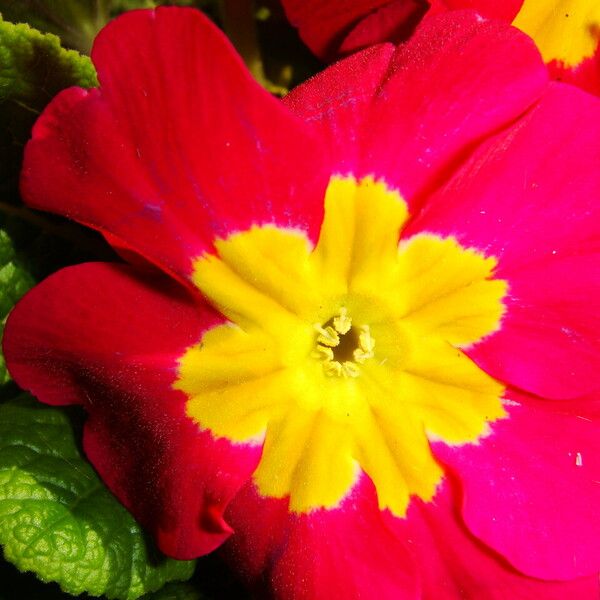 Primula vulgaris Flower