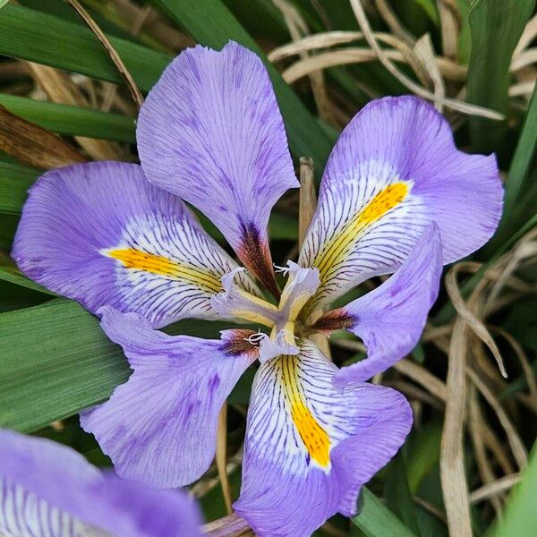 Iris unguicularis പുഷ്പം