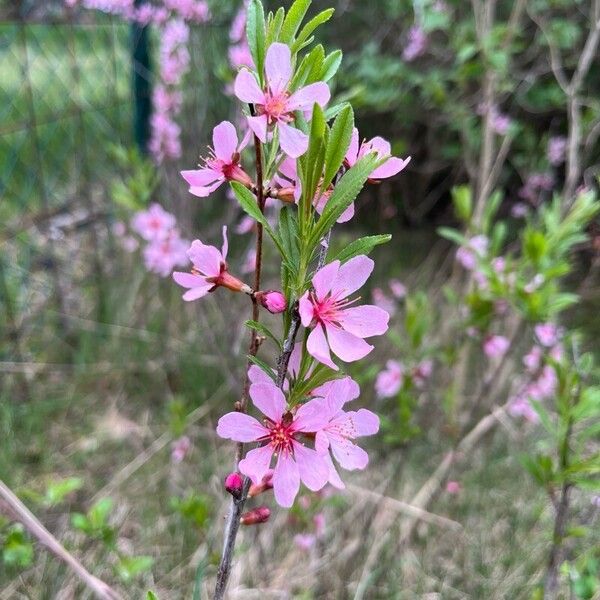 Prunus tenella Квітка