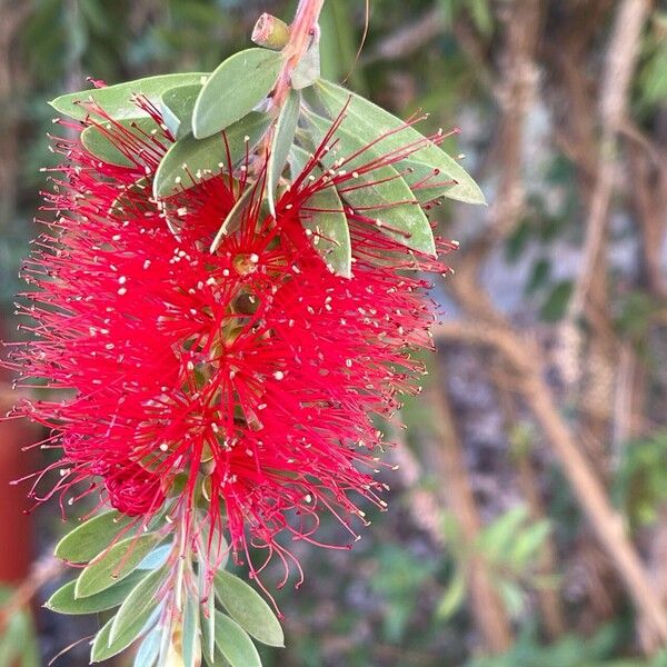 Melaleuca rugulosa Blüte