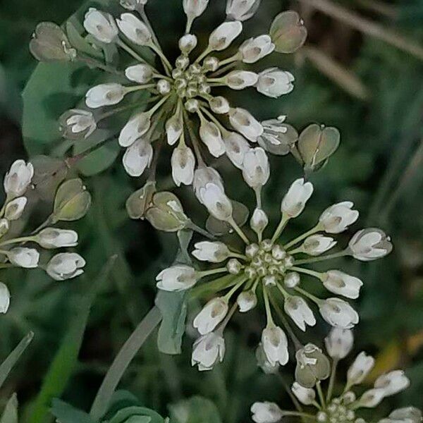 Noccaea perfoliata Virág