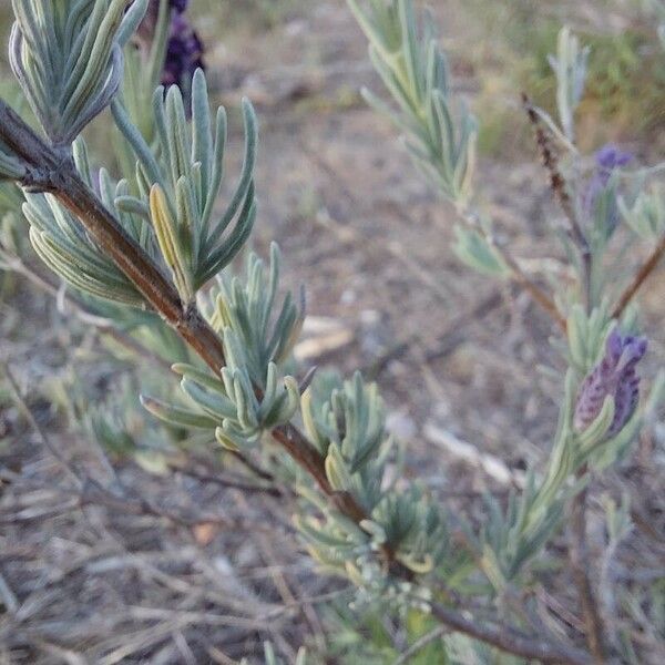 Lavandula stoechas Φύλλο