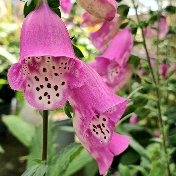 Digitalis thapsi Blüte