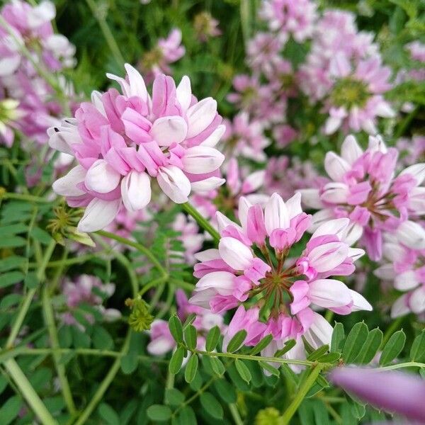 Coronilla varia Flower