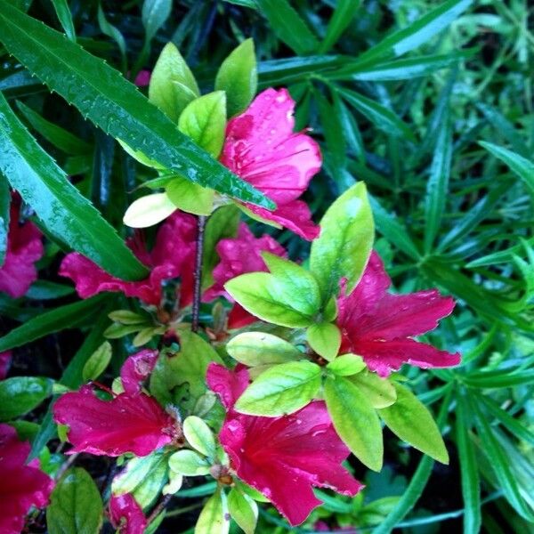 Rhododendron simsii Cvet