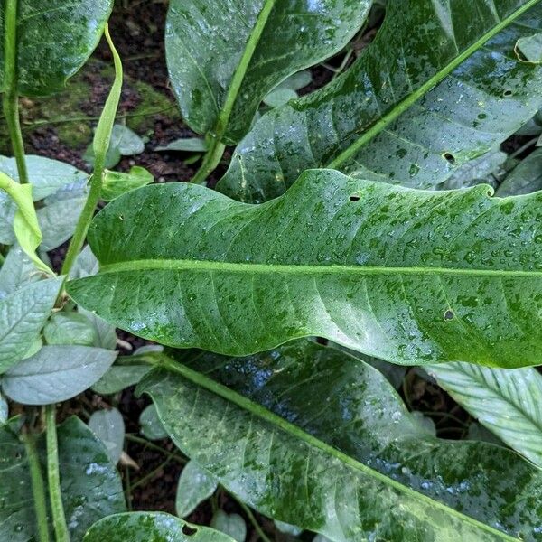 Anthurium martianum Leaf