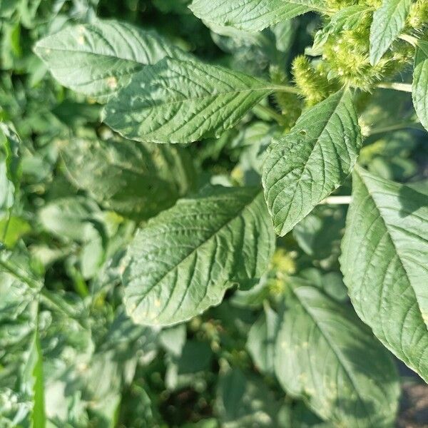 Amaranthus powellii Levél