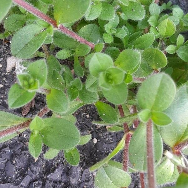 Cerastium glomeratum Folio