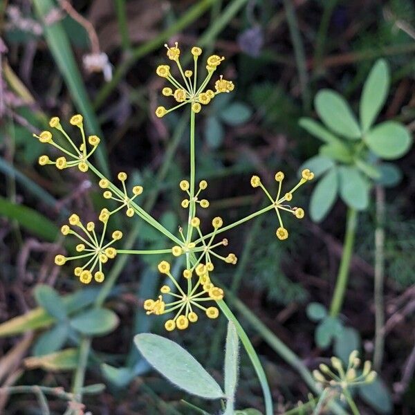 Anethum graveolens Květ