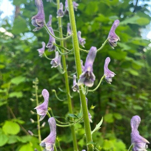 Aconitum septentrionale ᱵᱟᱦᱟ