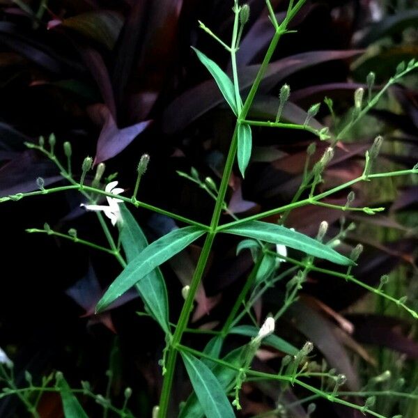 Andrographis paniculata Blomst