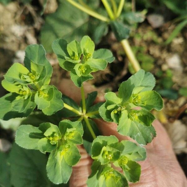 Euphorbia helioscopia Leaf