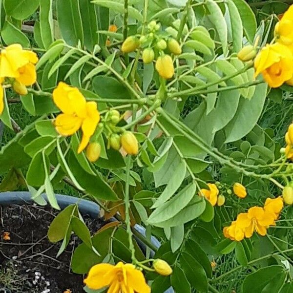 Senna corymbosa 花