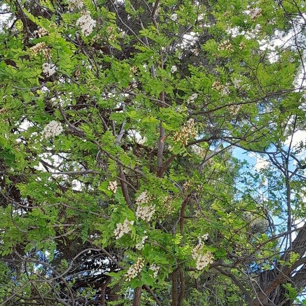 Robinia pseudoacacia ശീലം
