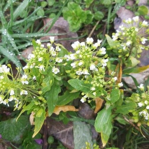 Thlaspi arvense Flower