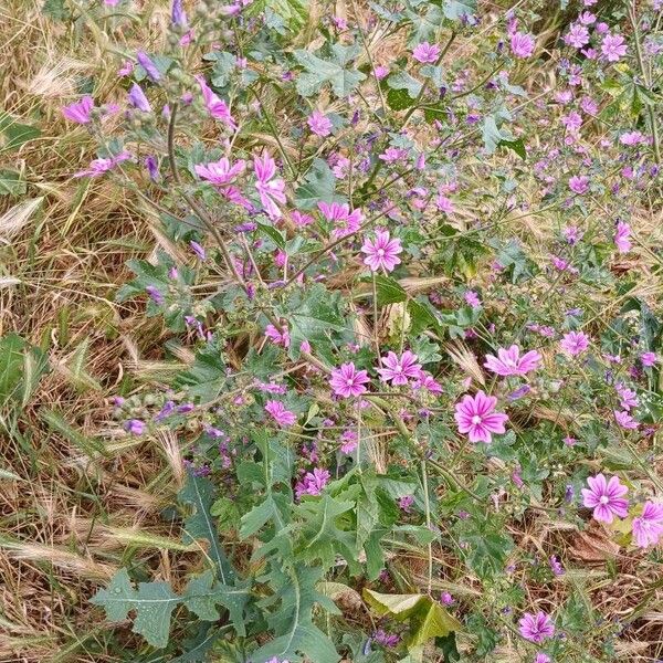 Malva sylvestris Habitat