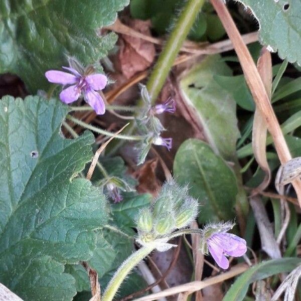 Erodium malacoides Çiçek