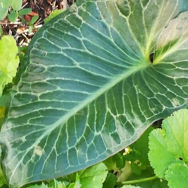 Arum pictum Leaf