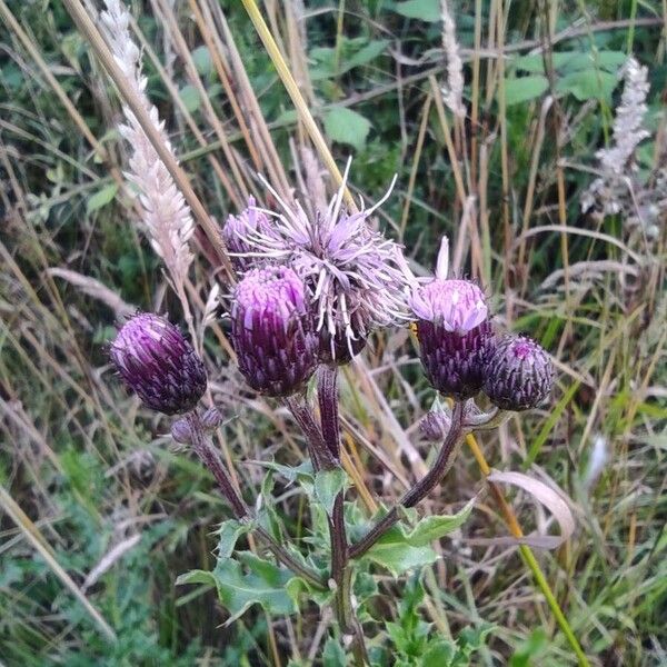 Cirsium arvense ফুল