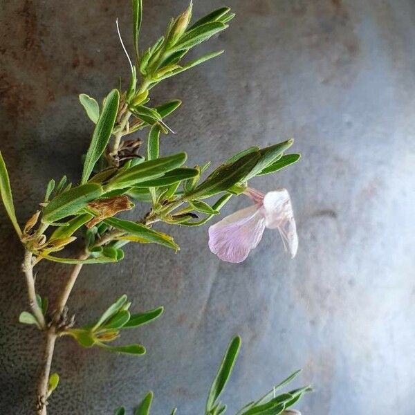 Pseudosopubia hildebrandtii Leaf