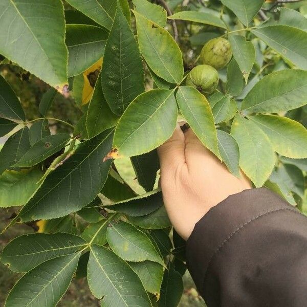 Carya glabra ᱥᱟᱠᱟᱢ