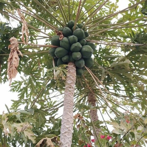 Carica papaya पत्ता