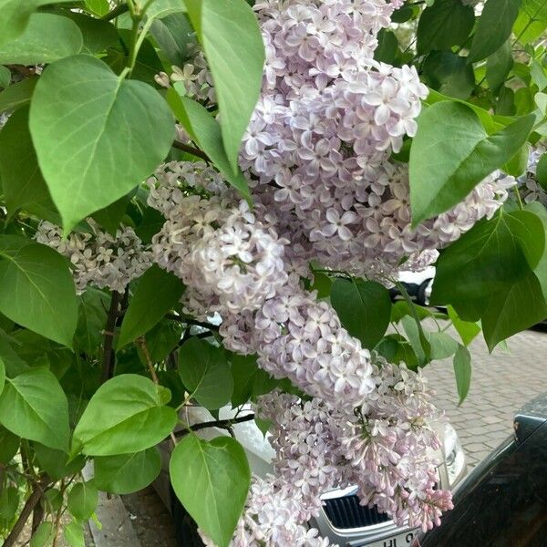 Syringa vulgaris Цветок