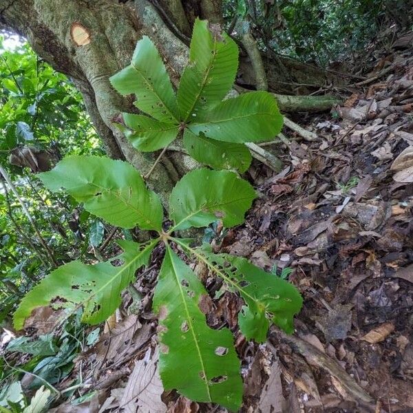 Myrianthus arboreus Leaf