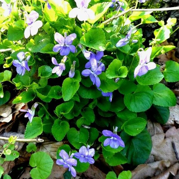 Viola riviniana പുഷ്പം