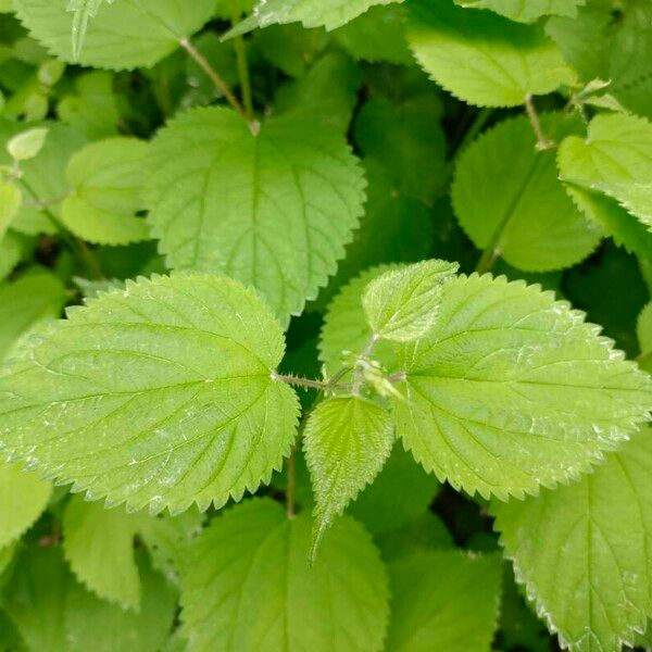 Laportea canadensis Leaf