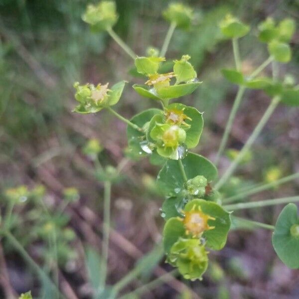 Euphorbia esula Virág