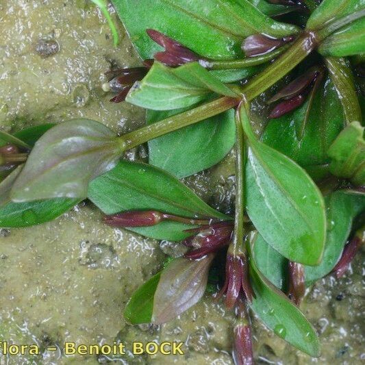 Lindernia procumbens Outro