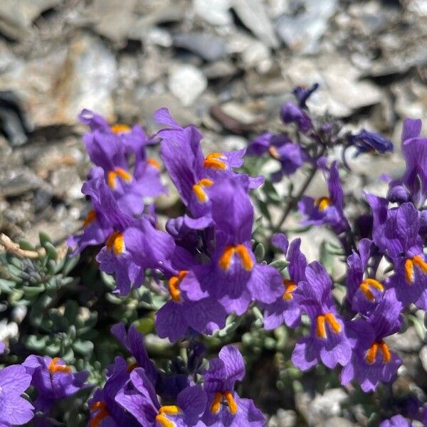 Linaria alpina Çiçek