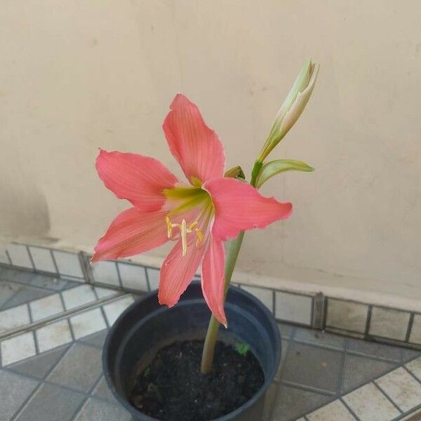 Hippeastrum striatum Blomst