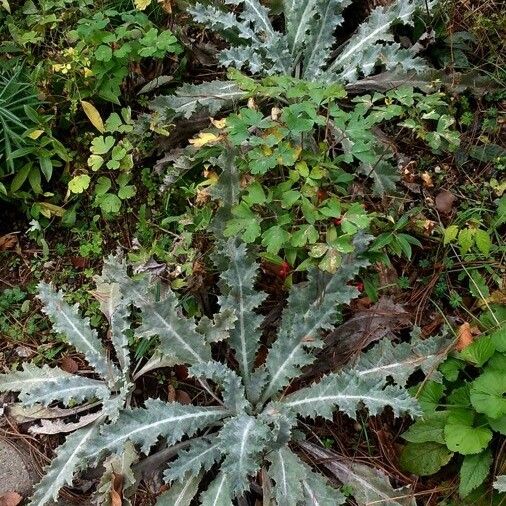 Onopordum acanthium Habit