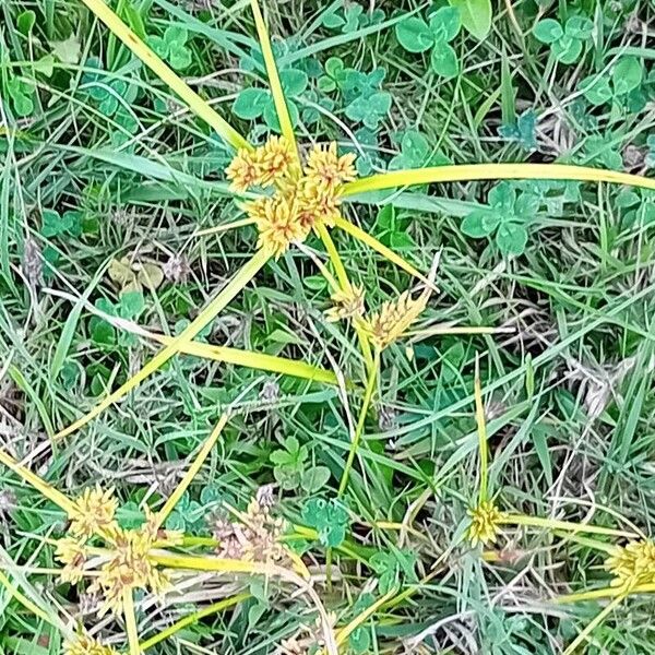 Cyperus eragrostis Leaf