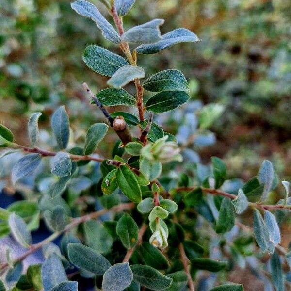 Salix repens Staniste