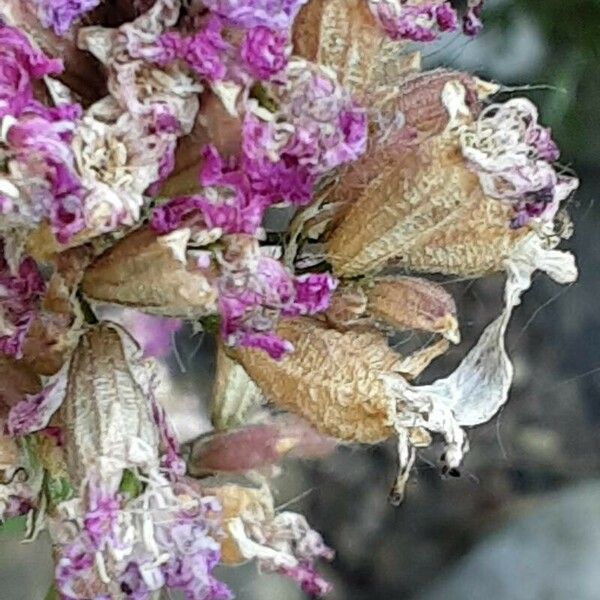 Viscaria vulgaris Frukto